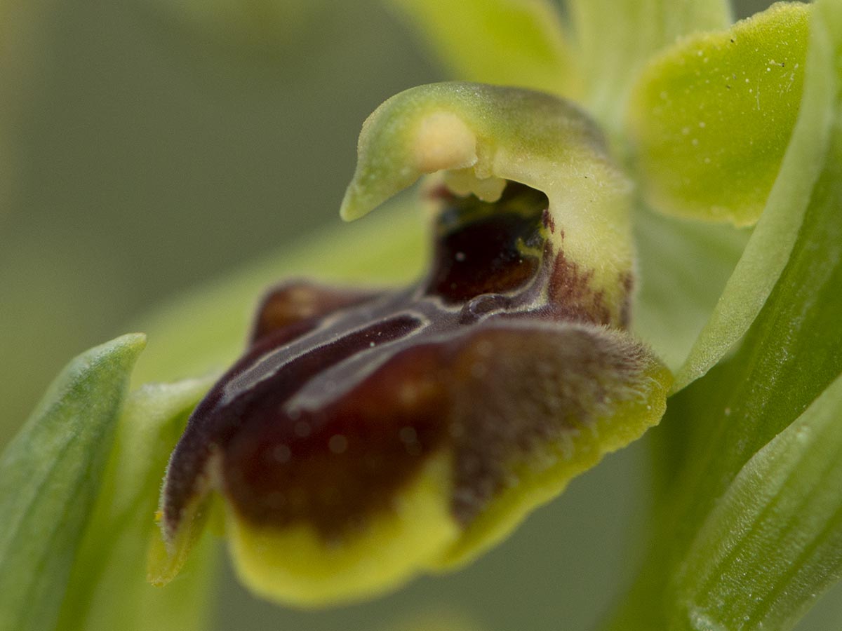 Blüte nah
